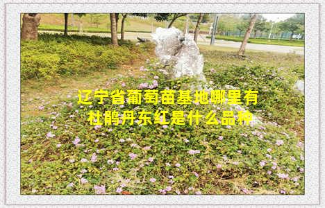 辽宁省葡萄苗基地哪里有 杜鹃丹东红是什么品种